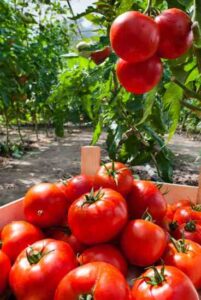 Canning Whole Tomatoes Image
